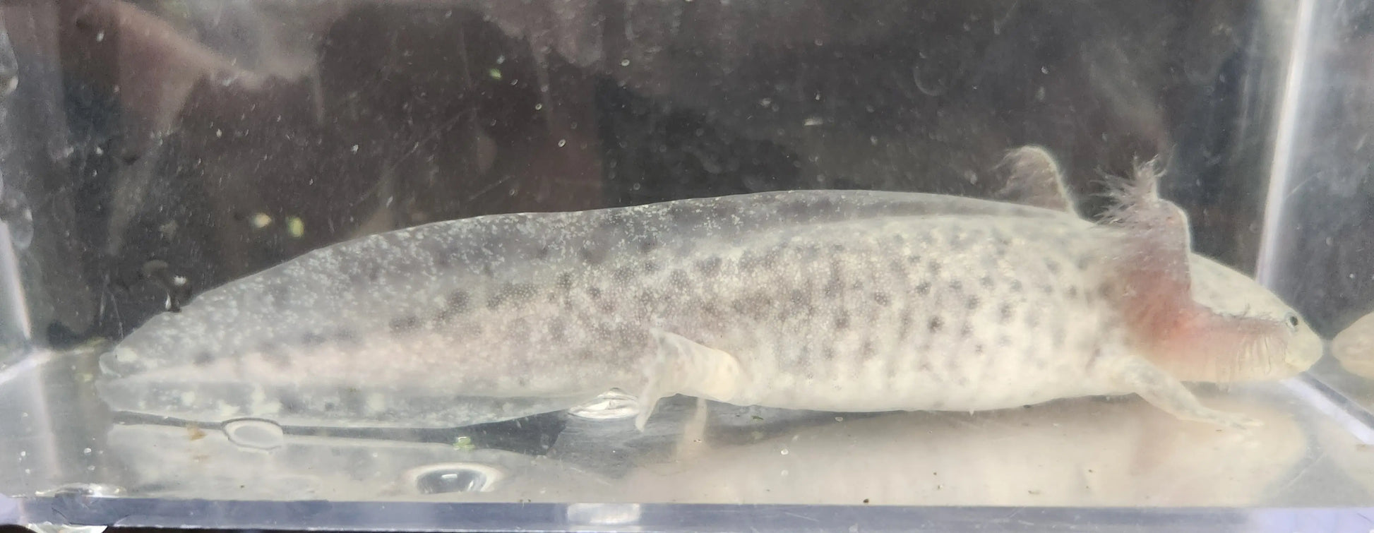 Silver Dalmatian Axolotl – light silver axolotl with black dalmatian spots resting on sand in a freshwater aquarium