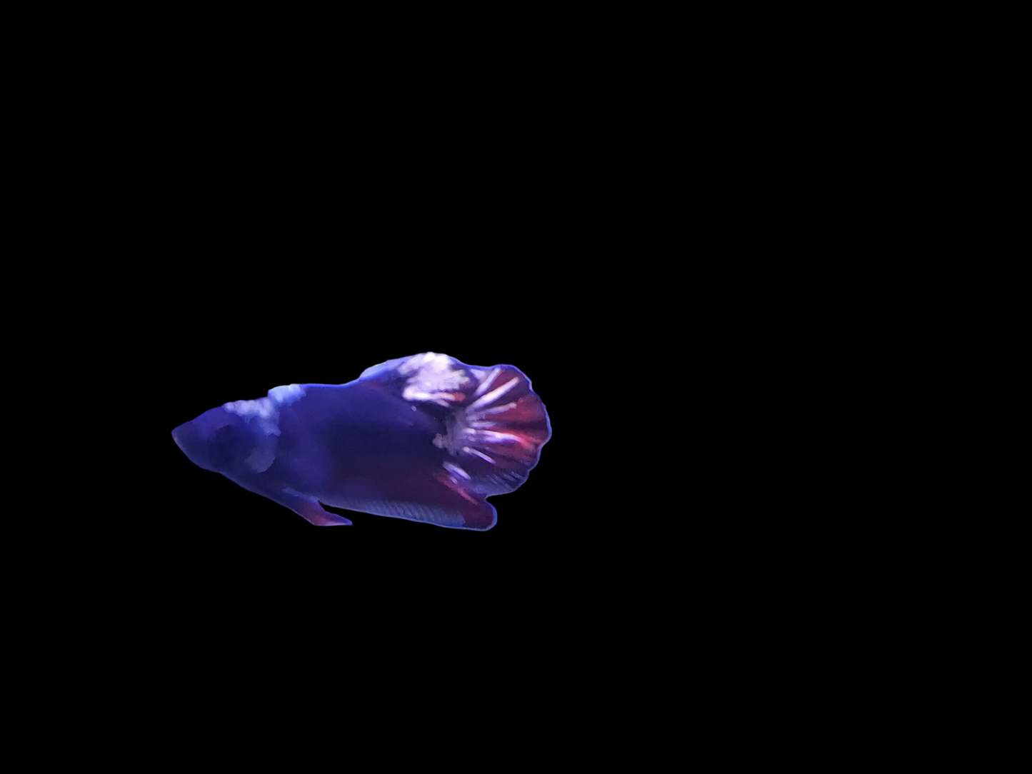 Male Plakat Black Samurai Betta (Betta splendens) – bold short-finned Betta with metallic black and silver armor-like scales and deep red fins swimming in a freshwater aquarium