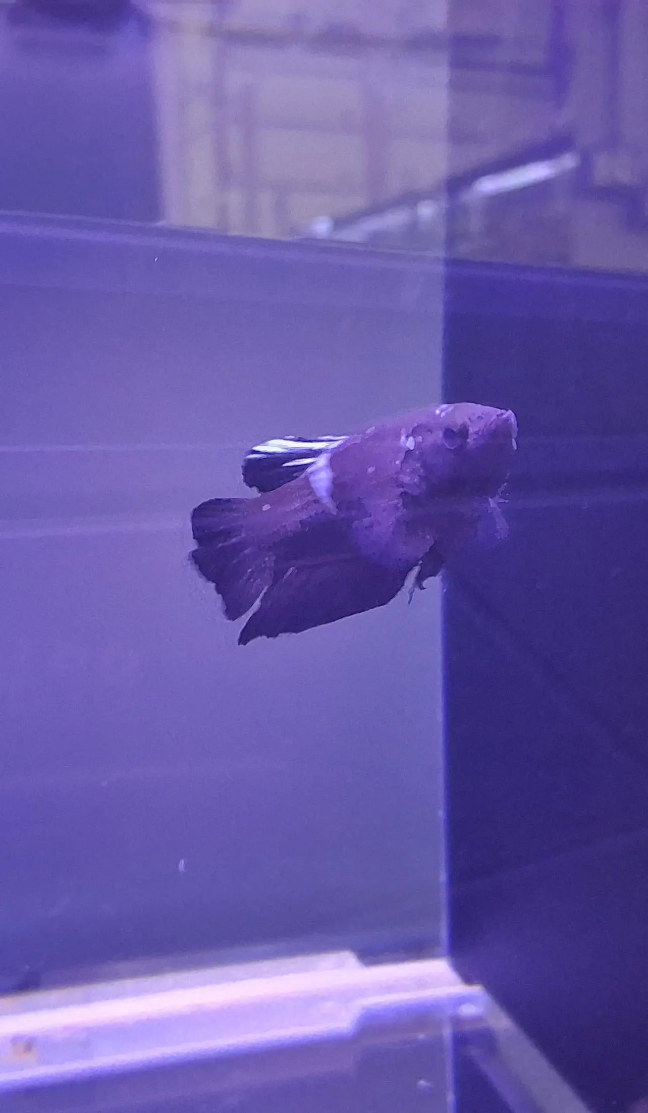 Male Plakat Black Samurai Betta (Betta splendens) – bold short-finned Betta with metallic black and silver armor-like scales and deep red fins swimming in a freshwater aquarium