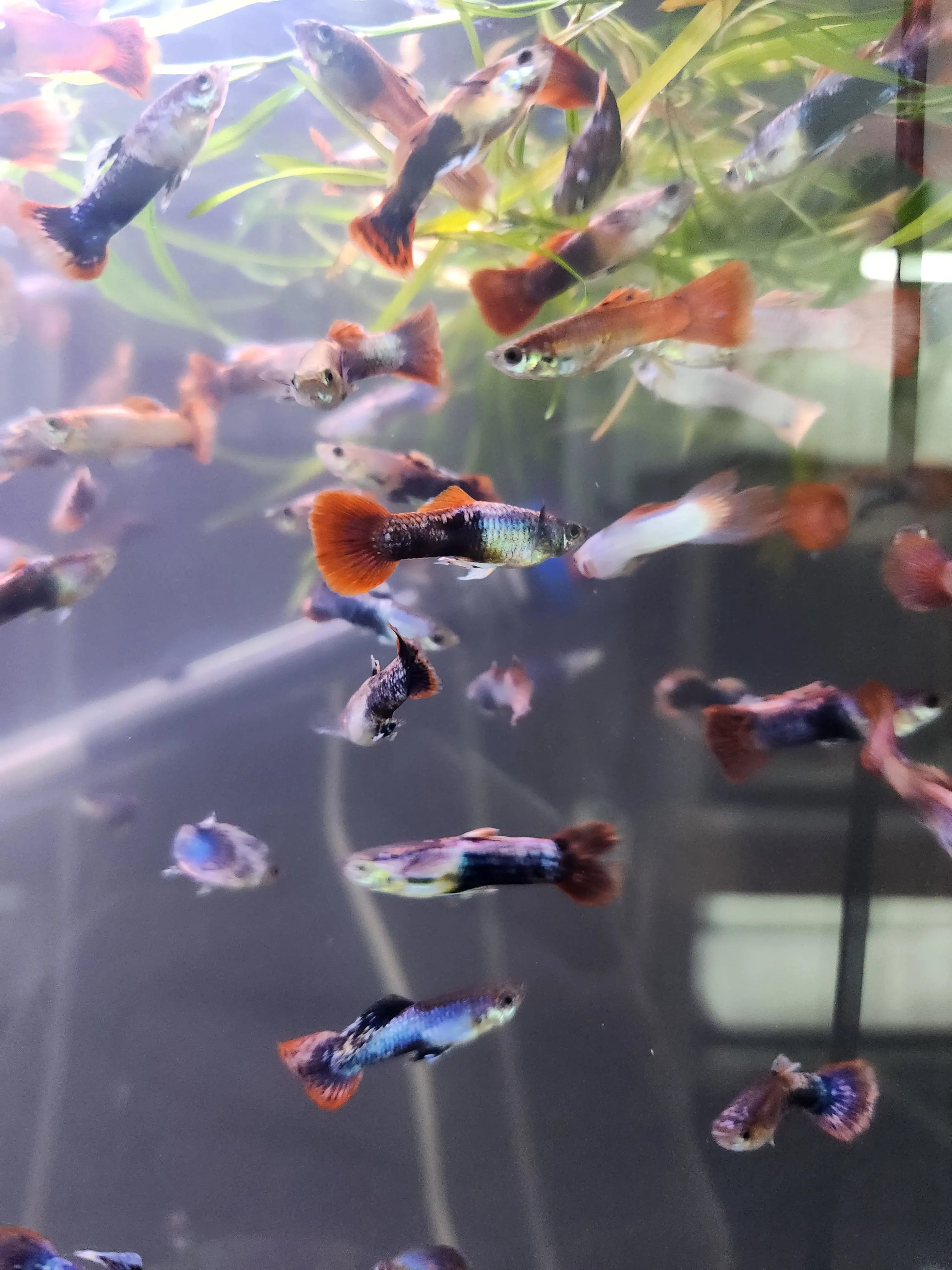 Purple Arctic Guppy (Male) Tropical Treasures Wyo LLC