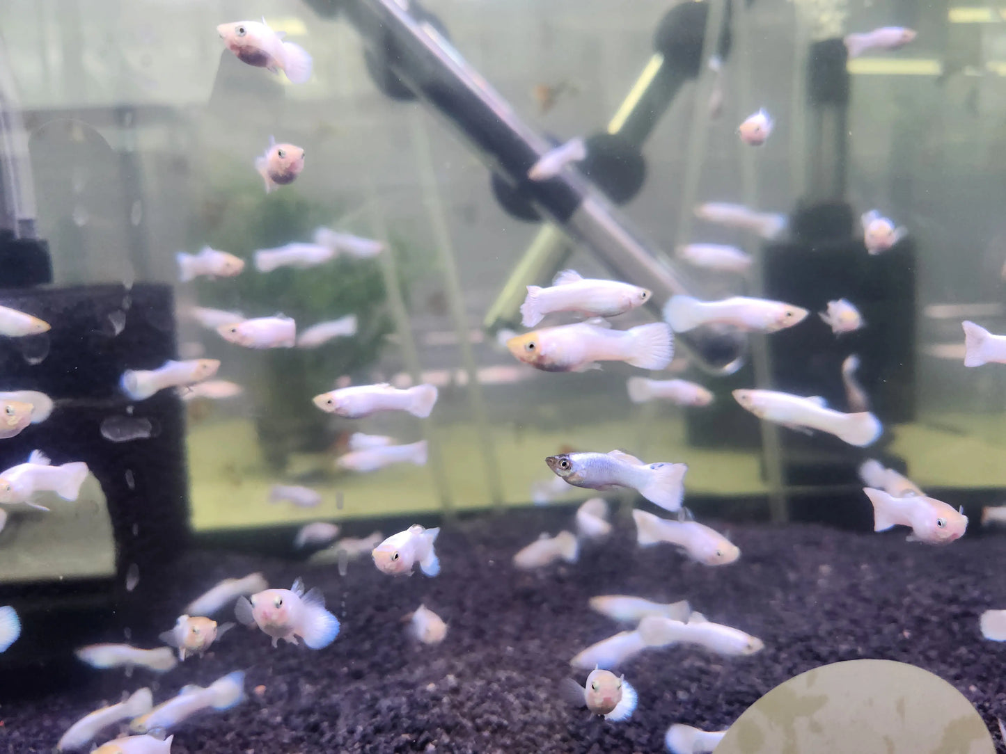 Snow White Guppy (Male) Tropical Treasures Wyo LLC
