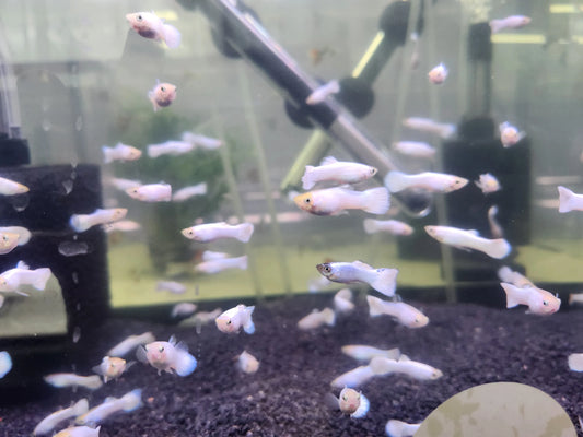 Snow White Guppy (Male) Tropical Treasures Wyo LLC