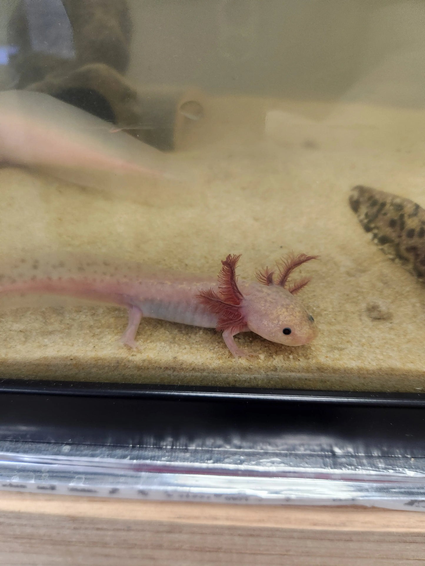 Lavender Axolotl – pastel purple axolotl with red gills resting on sand in a cool-water aquarium