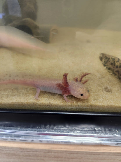 Lavender Axolotl – pastel purple axolotl with red gills resting on sand in a cool-water aquarium