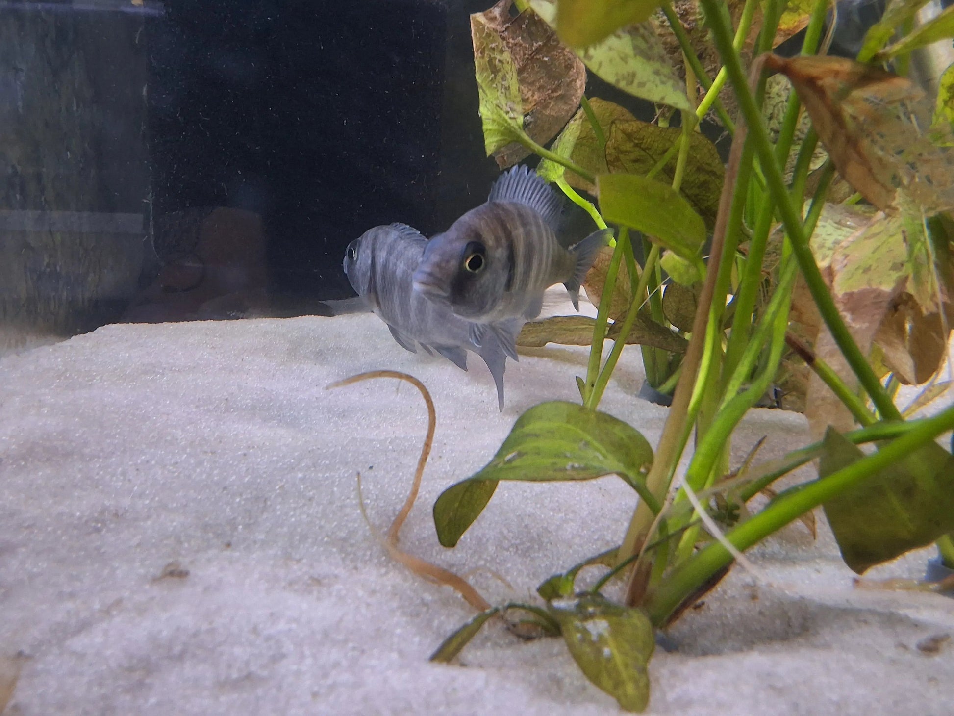 Deep Water Hap (Placidochromis electra) – electric-blue male African cichlid swimming over sandy substrate in aquarium