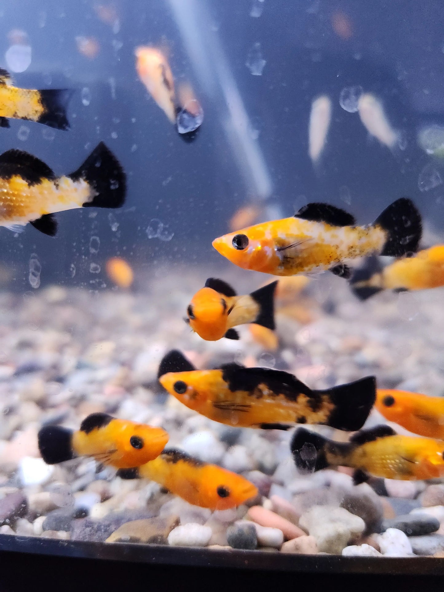 Poecilia sphenops Leopard Molly swimming in aquarium