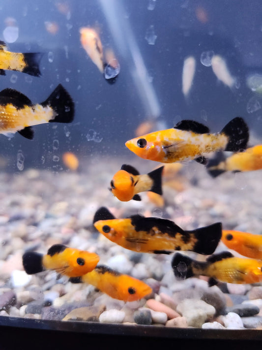 Poecilia sphenops Leopard Molly swimming in aquarium