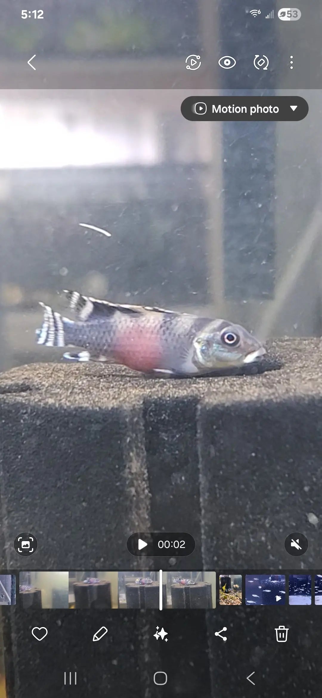 Nigerian Yellow Kribensis – Pelvicachromis pulcher yellow morph cichlid