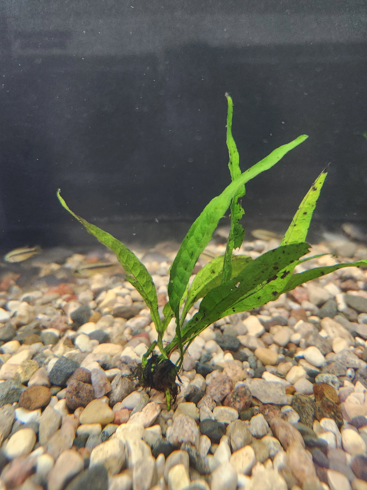 Java Fern Narrowleaf for Sale | Microsorum pteropus ‘Narrow’ – Tropical ...