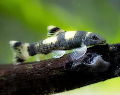 Panda Garra Ruffa Tropical Treasures Wyo