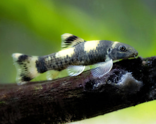 Panda Garra Ruffa Tropical Treasures Wyo