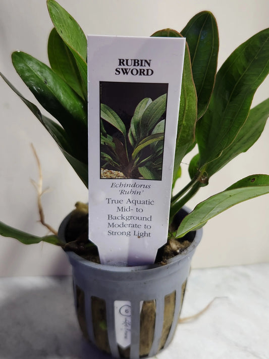 Rubin Sword Tropical Treasures Wyo