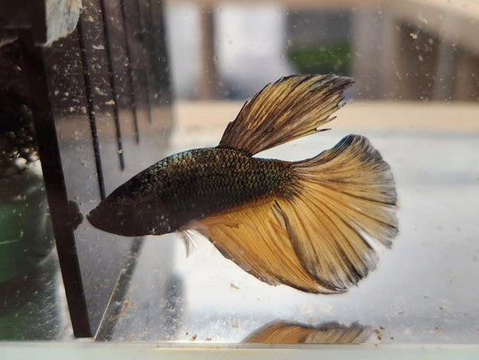 Betta - Gold Dragon Halfmoon Tropical Treasures Wyo LLC