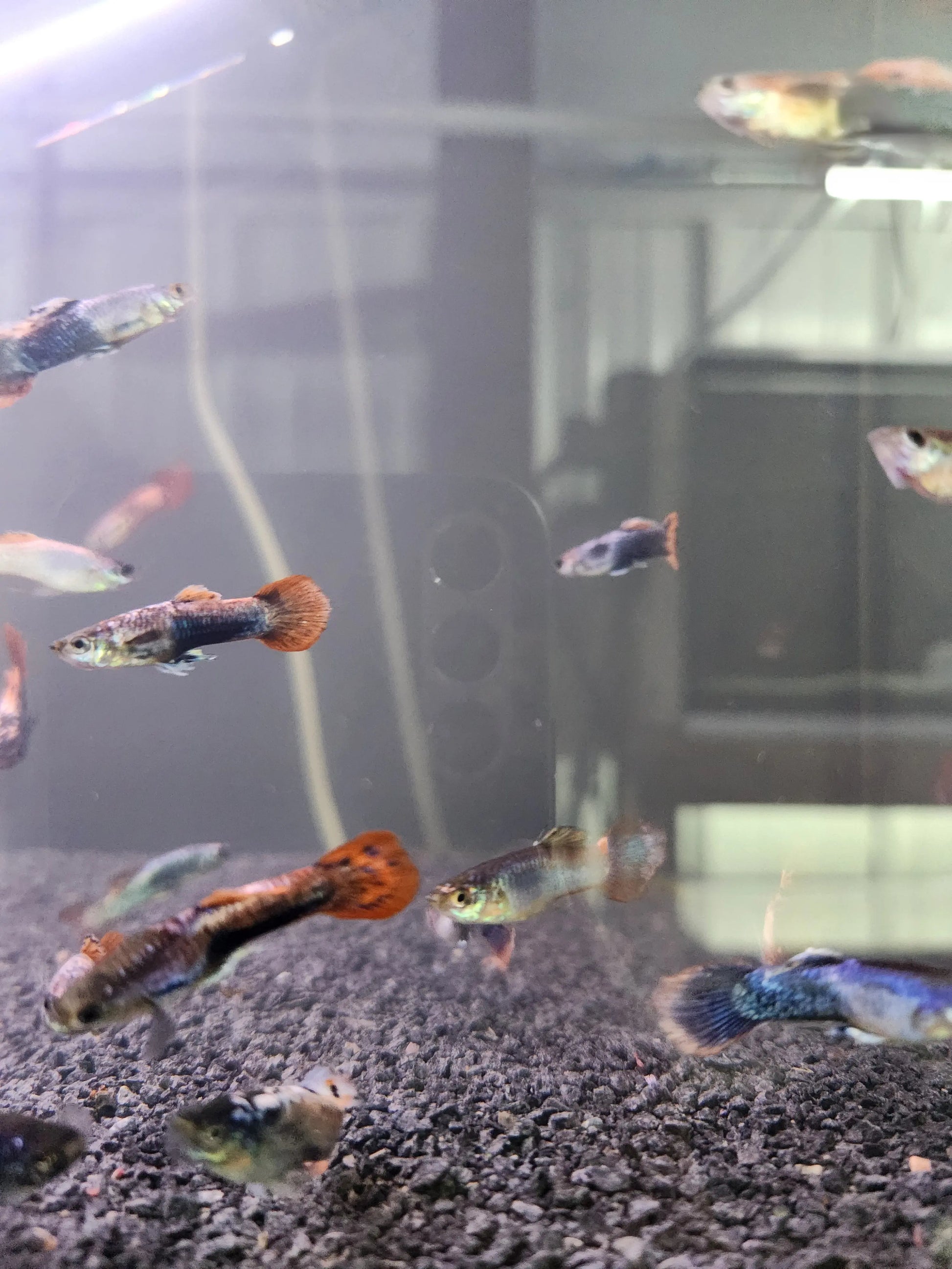 Purple Arctic Guppy (Male) Tropical Treasures Wyo LLC