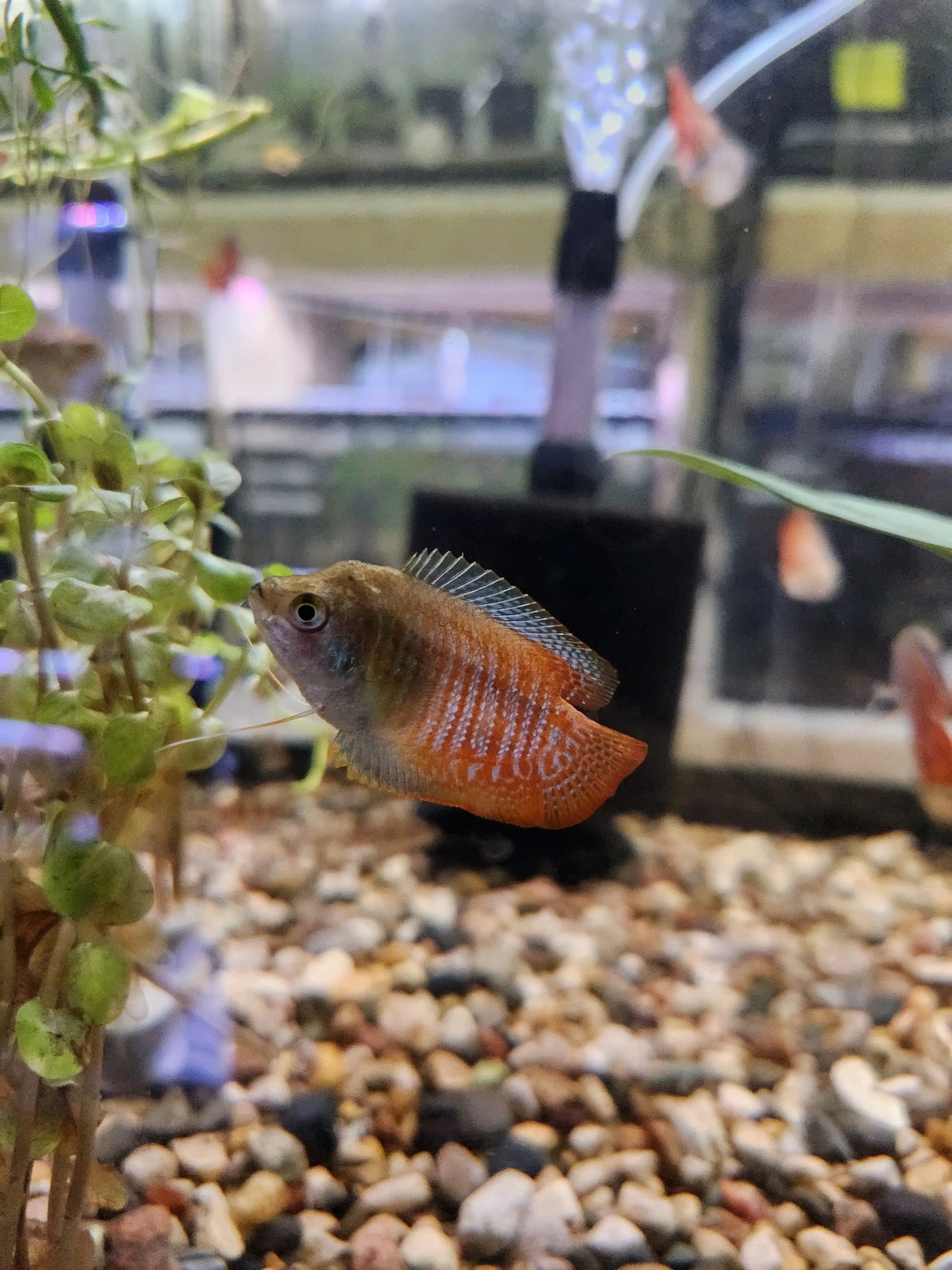 Dwarf Gourami – colorful orange and blue freshwater gourami swimming in a planted aquarium