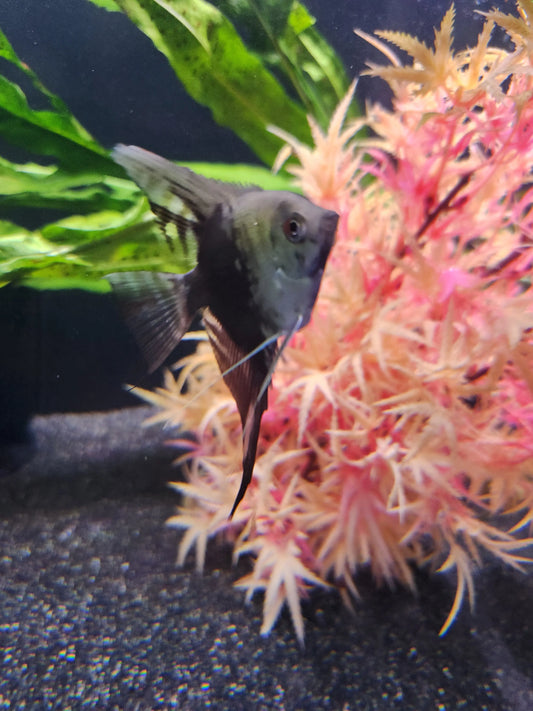 Blue Smokey Angelfish