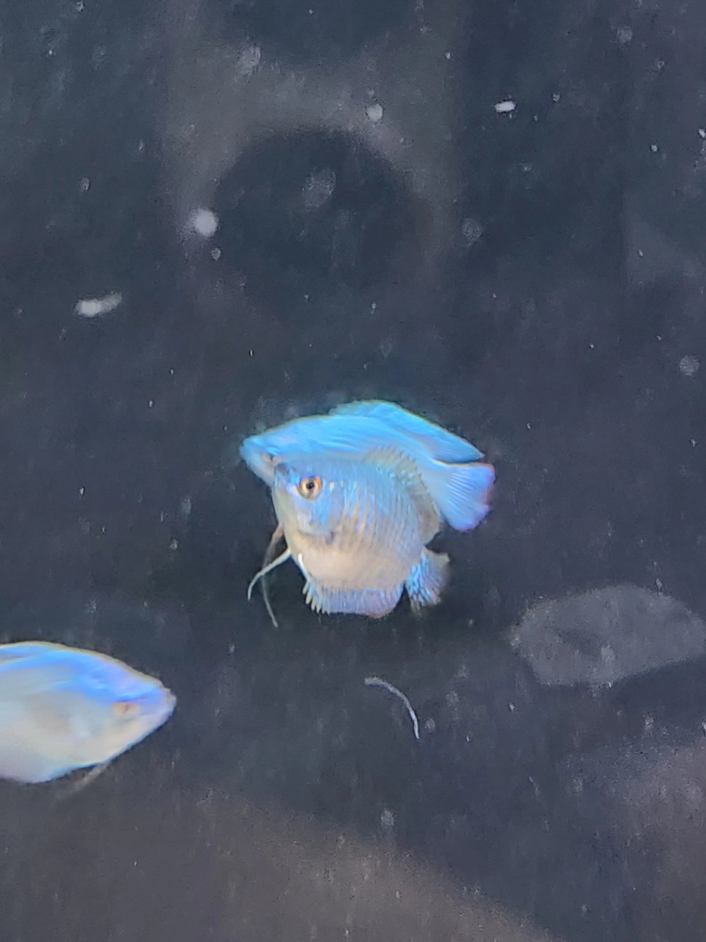 Sky Blue Dwarf Gourami – soft pastel blue nano gourami swimming in a planted freshwater aquarium