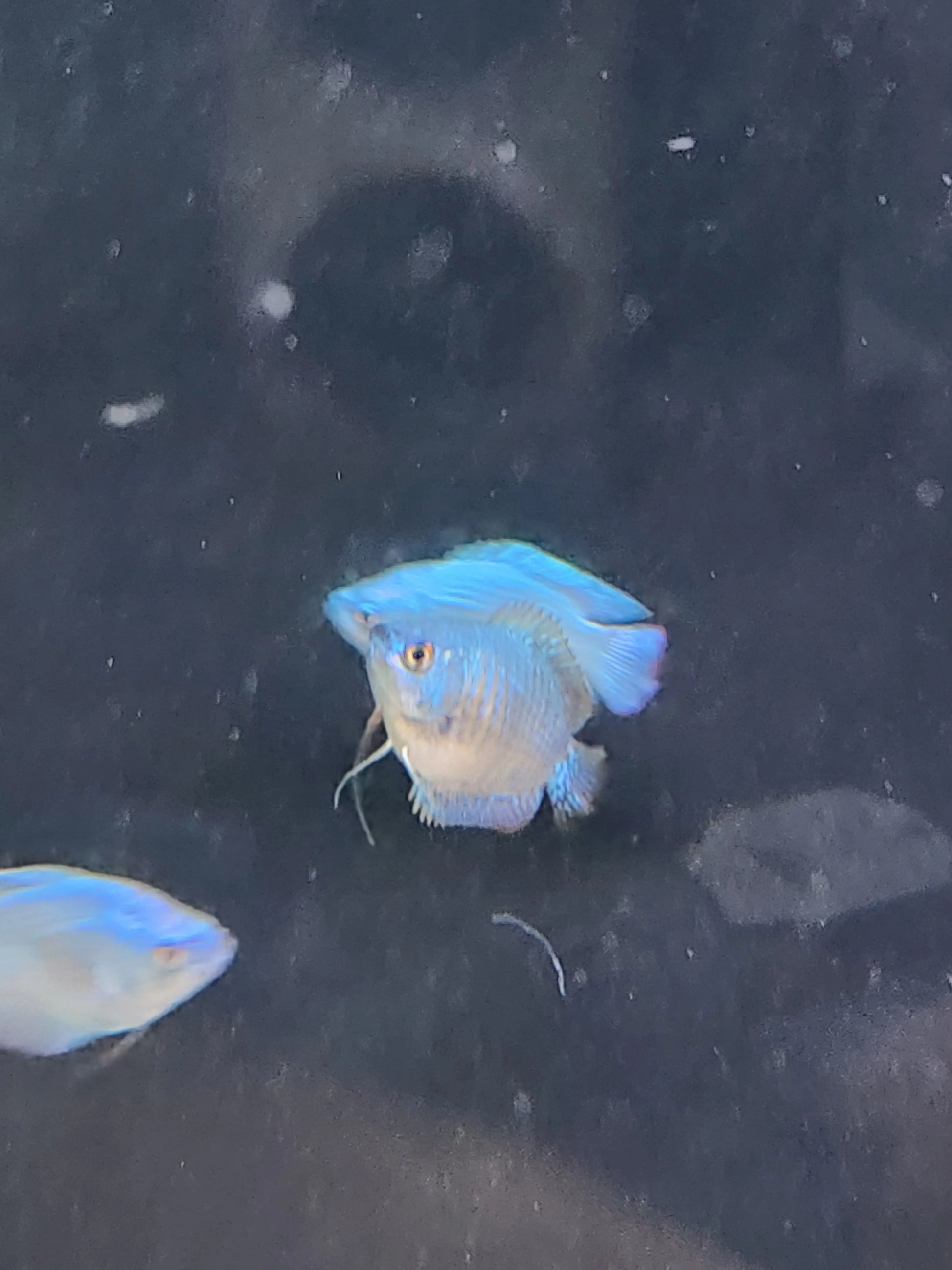Sky Blue Dwarf Gourami – soft pastel blue nano gourami swimming in a planted freshwater aquarium
