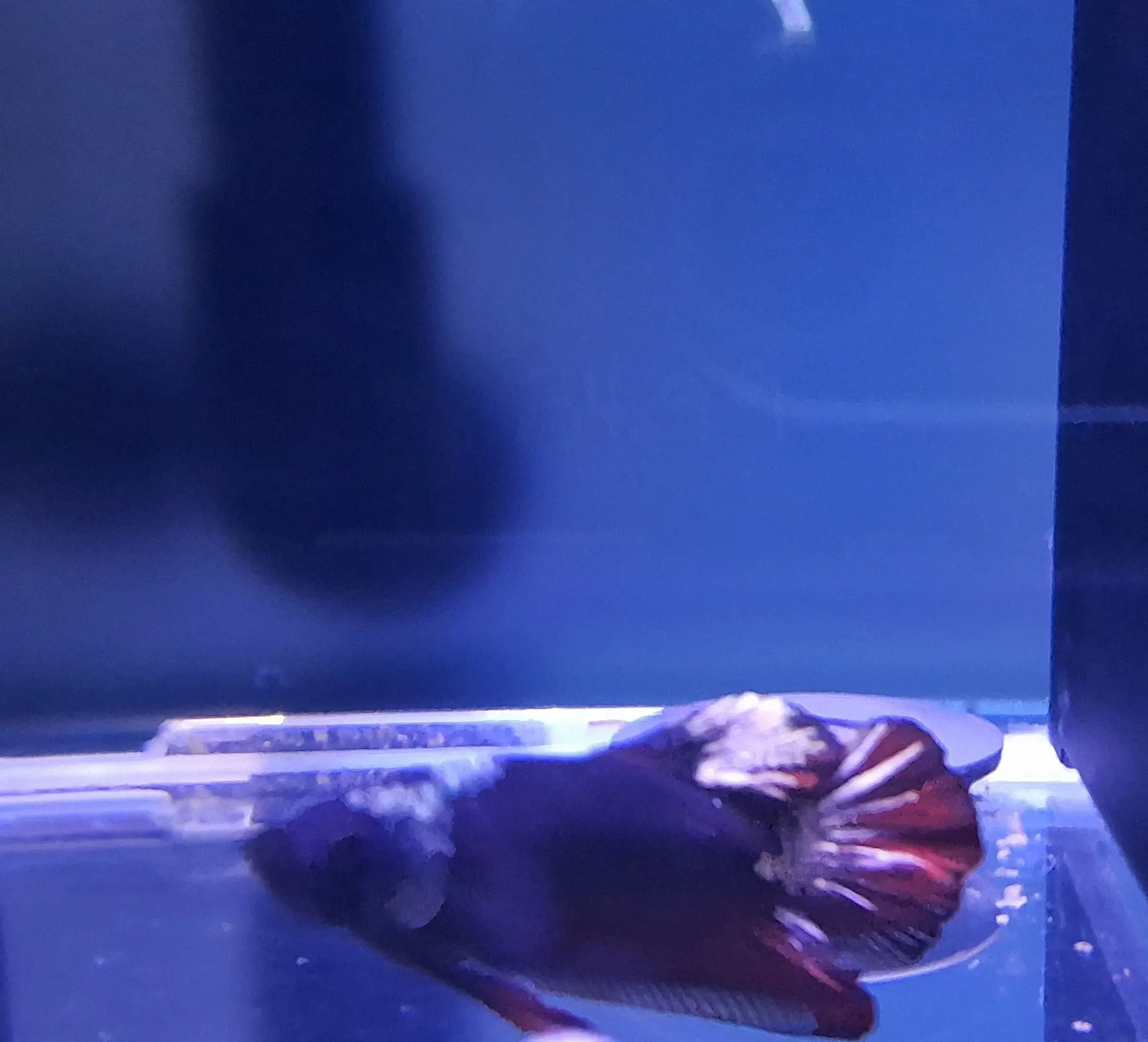 Male Plakat Black Samurai Betta (Betta splendens) – bold short-finned Betta with metallic black and silver armor-like scales and deep red fins swimming in a freshwater aquarium