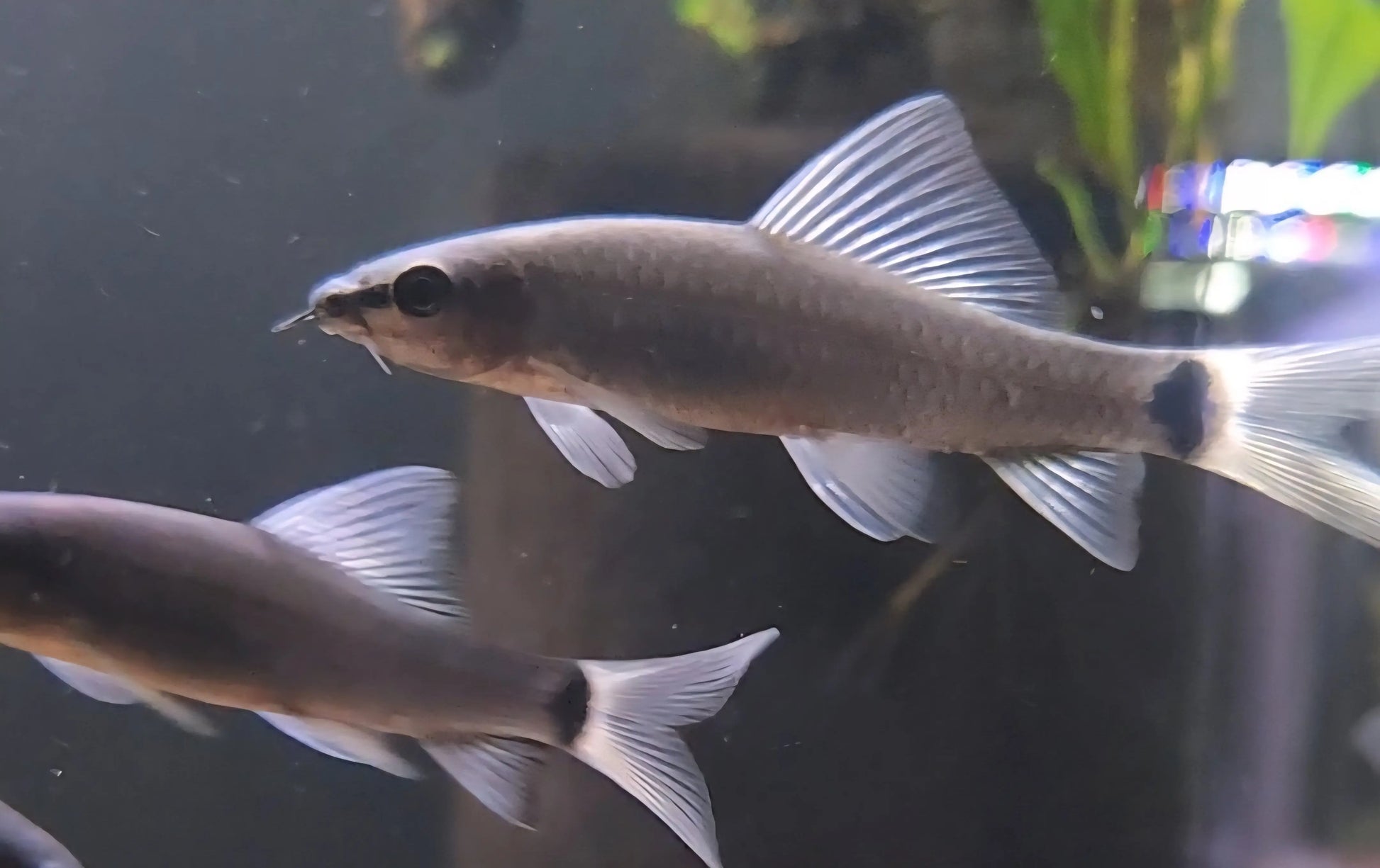 Black Rainbow Shark (Epalzeorhynchos frenatum) – Striking Freshwater Aquarium Shark Care Tropical Treasures Wyo