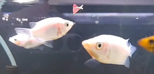 Pink Kissing Gourami â€“ large pink freshwater gourami fish swimming in a community aquarium