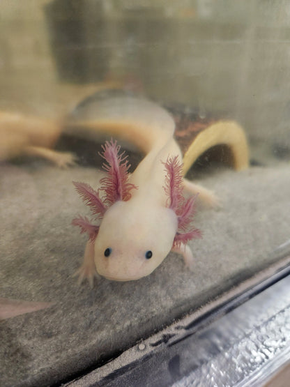 Glowie Axolotl (GFP) – Fluorescent Captive-Bred Amphibian