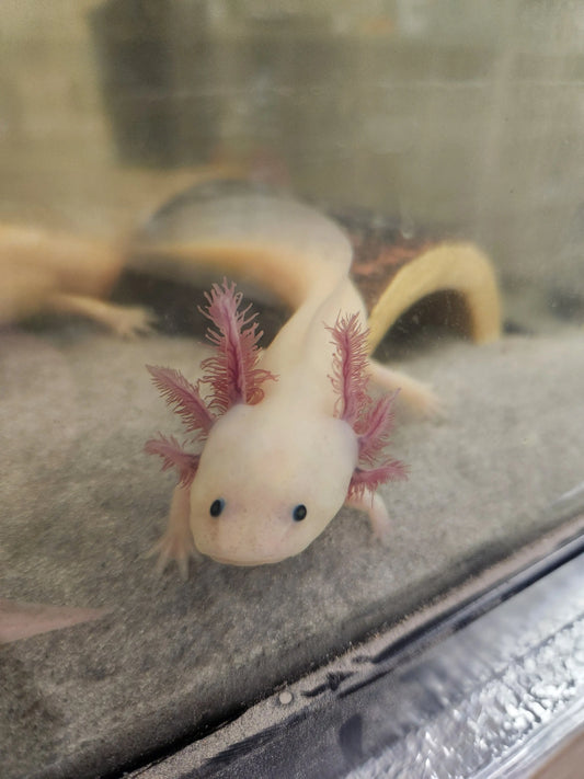 Glowie Axolotl (GFP) – Fluorescent Captive-Bred Amphibian