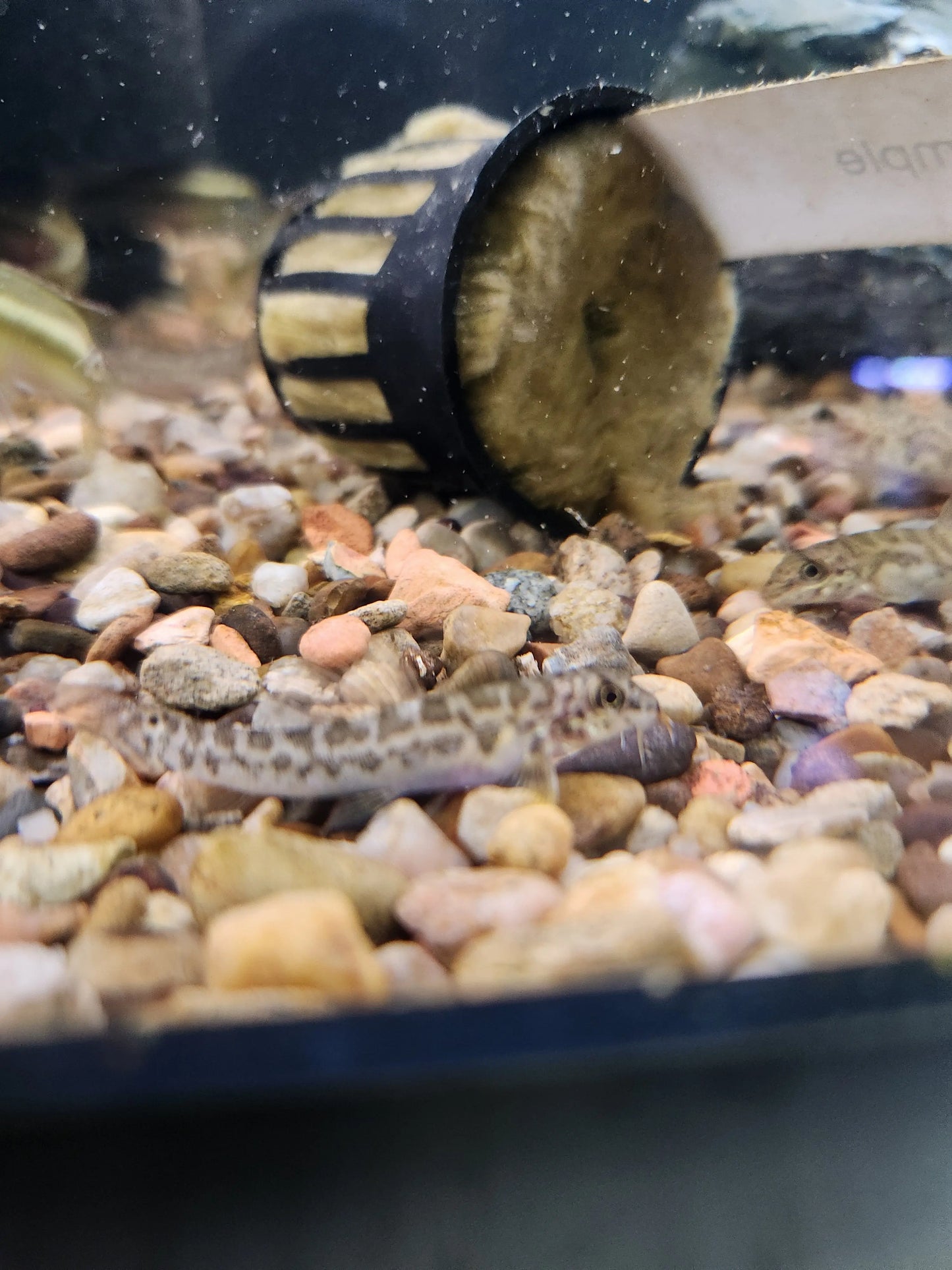 Zipper Loach (Acanthocobitis botia) – slender loach with zig-zag “zipper” pattern resting on sand in freshwater planted aquarium