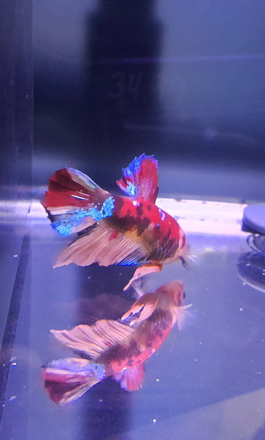Male Delta Super Mixed Color Betta (Betta splendens) – vibrant multi-colored Betta with flowing delta-shaped tail in shades of red, blue, yellow, and white swimming in a planted freshwater aquarium