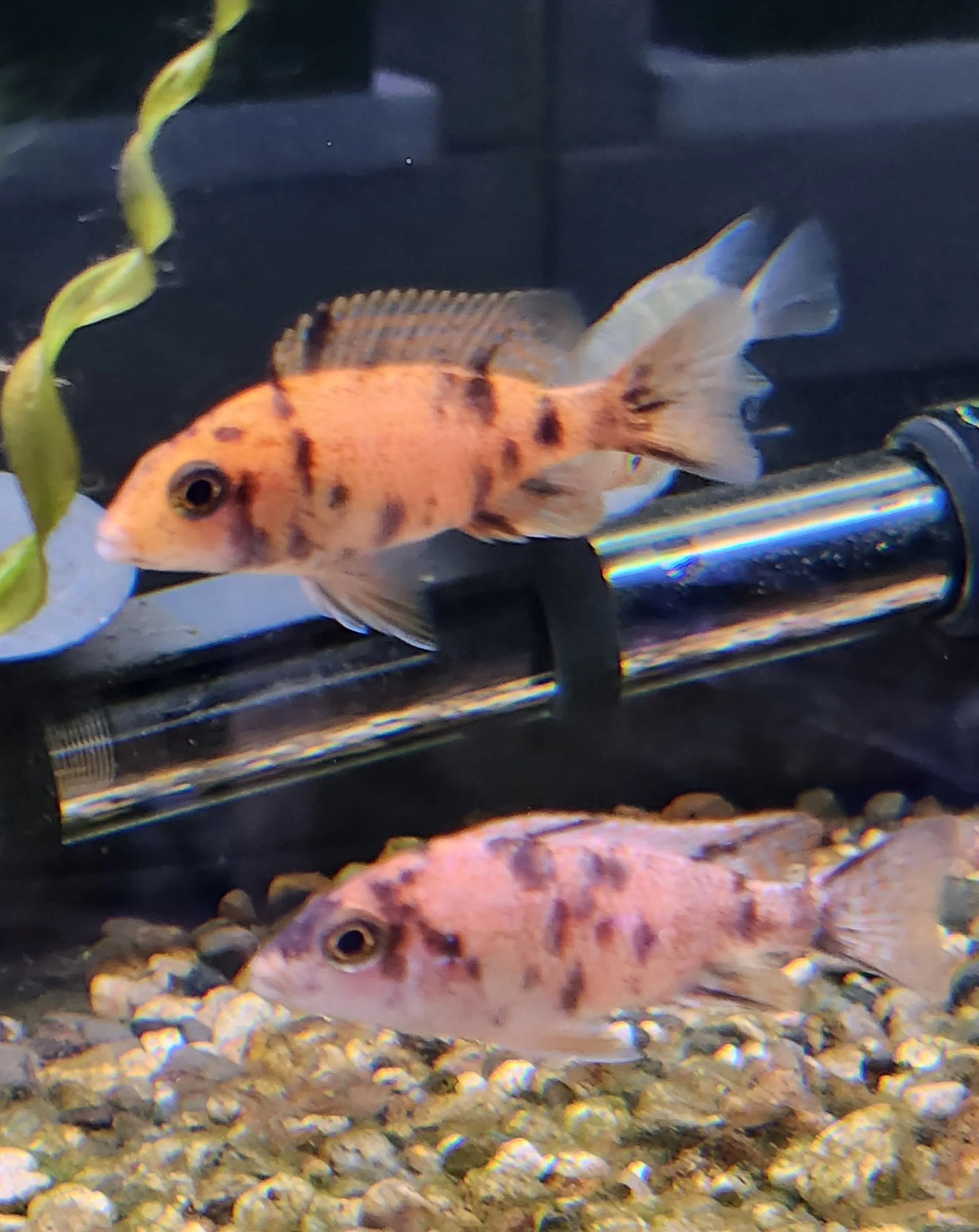 Orange Blotched Peacock Cichlid (Aulonocara sp.) – colorful African cichlid with orange, black, and blue mottled pattern swimming over sand and rocks in a freshwater aquarium