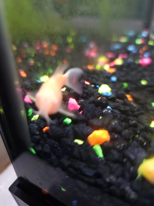 GloFish® Moonrise Pink Cory