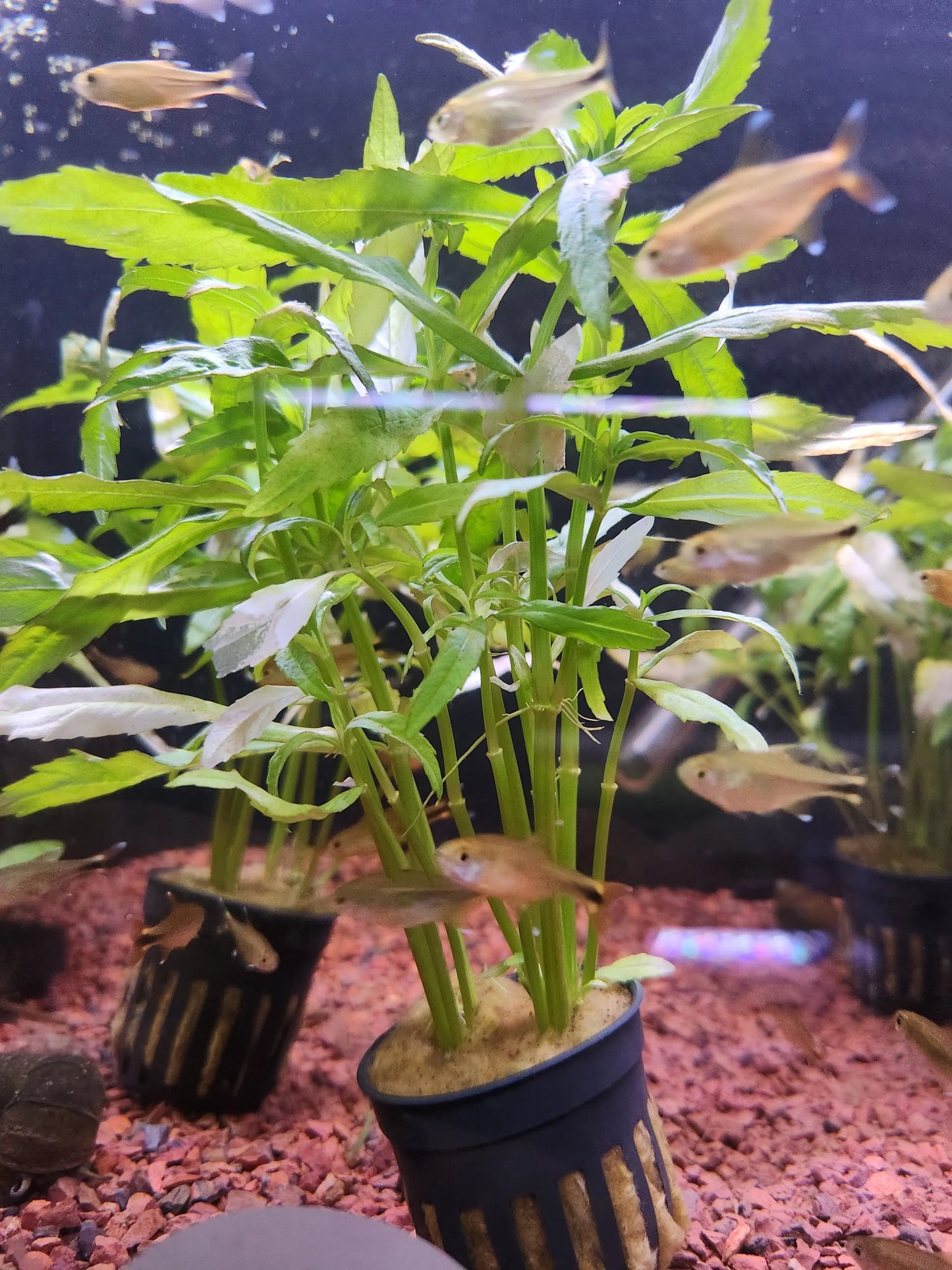 Pogostemon sampsonii – lush green freshwater aquarium stem plant with narrow pointed leaves growing densely in a planted aquascape