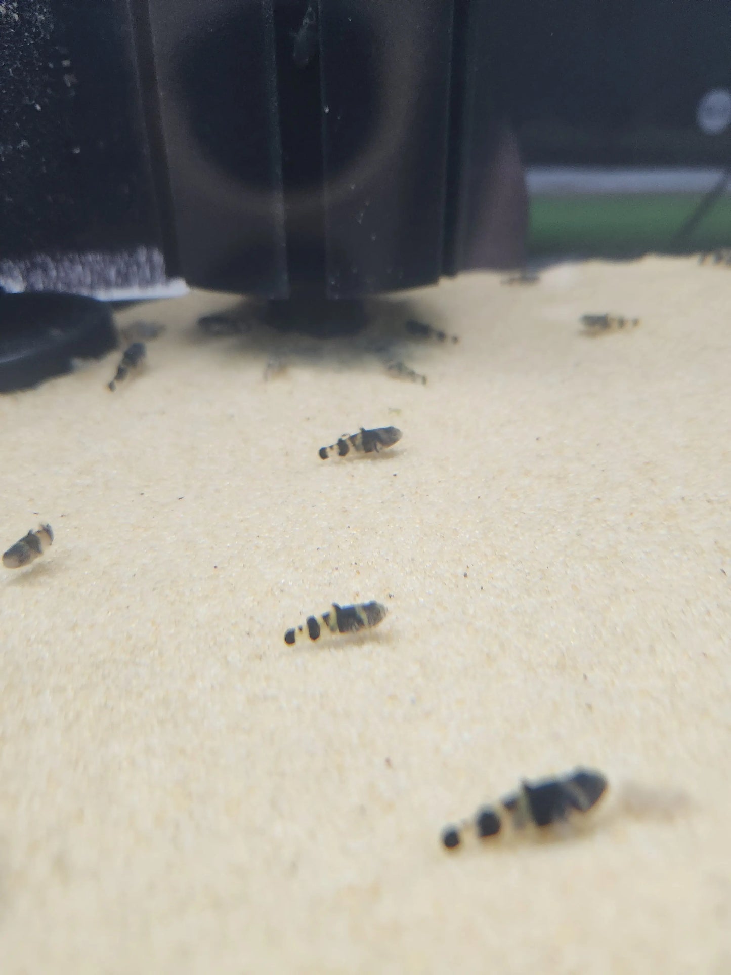 Bumblebee Goby (Brachygobius spp.) – nano aquarium fish with bold black and yellow stripes, ideal for brackish or freshwater aquariums with plenty of hiding spots