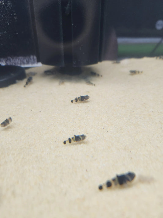 Bumblebee Goby (Brachygobius spp.) – nano aquarium fish with bold black and yellow stripes, ideal for brackish or freshwater aquariums with plenty of hiding spots