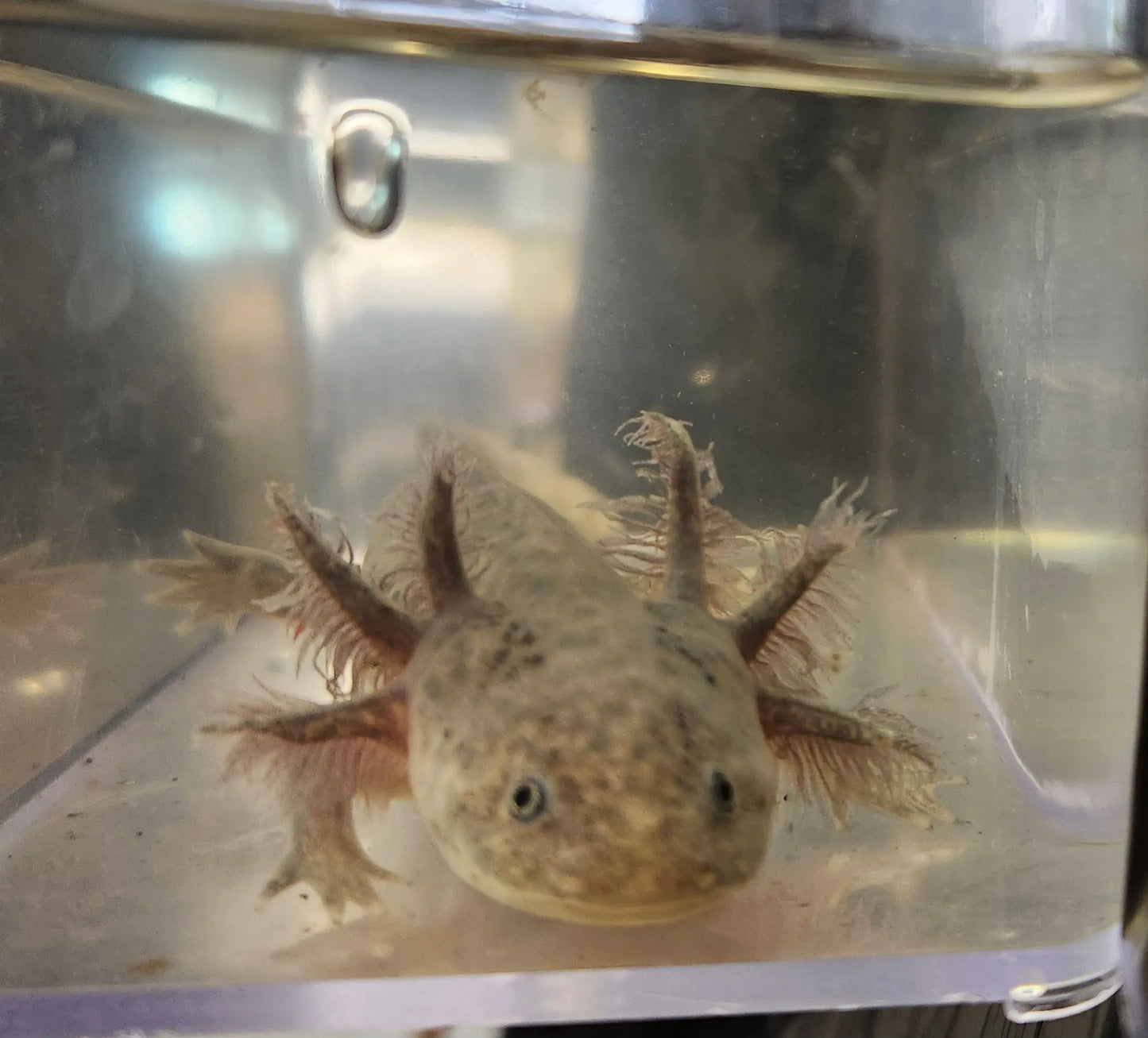 Silver Dalmatian Axolotl – light silver axolotl with black dalmatian spots resting on sand in a freshwater aquarium