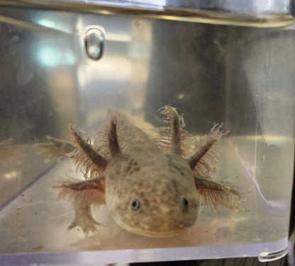 Silver Dalmatian Axolotl – light silver axolotl with black dalmatian spots resting on sand in a freshwater aquarium
