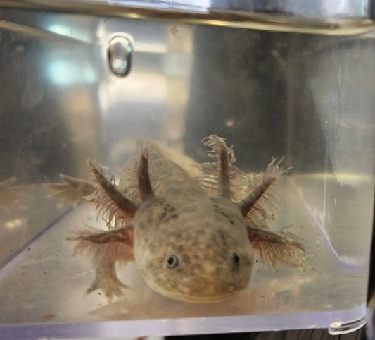 Silver Dalmatian Axolotl – light silver axolotl with black dalmatian spots resting on sand in a freshwater aquarium