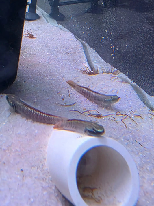 Rainbow Goby Stiphodon ornatus colorful freshwater algae grazing goby