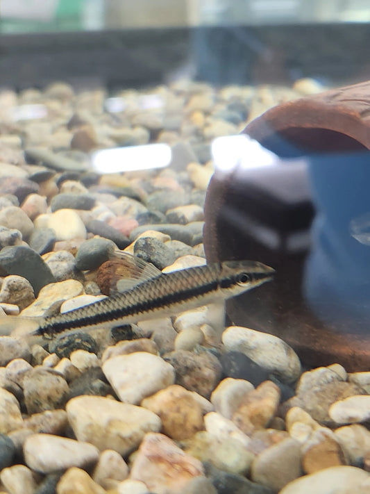 “True Siamese Algae Eater Crossocheilus oblongus with silver body and black stripe”