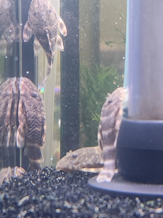 Clown Striped Pleco (Peckoltia vittata, L103) – small brown and cream striped pleco resting on driftwood in a freshwater aquarium