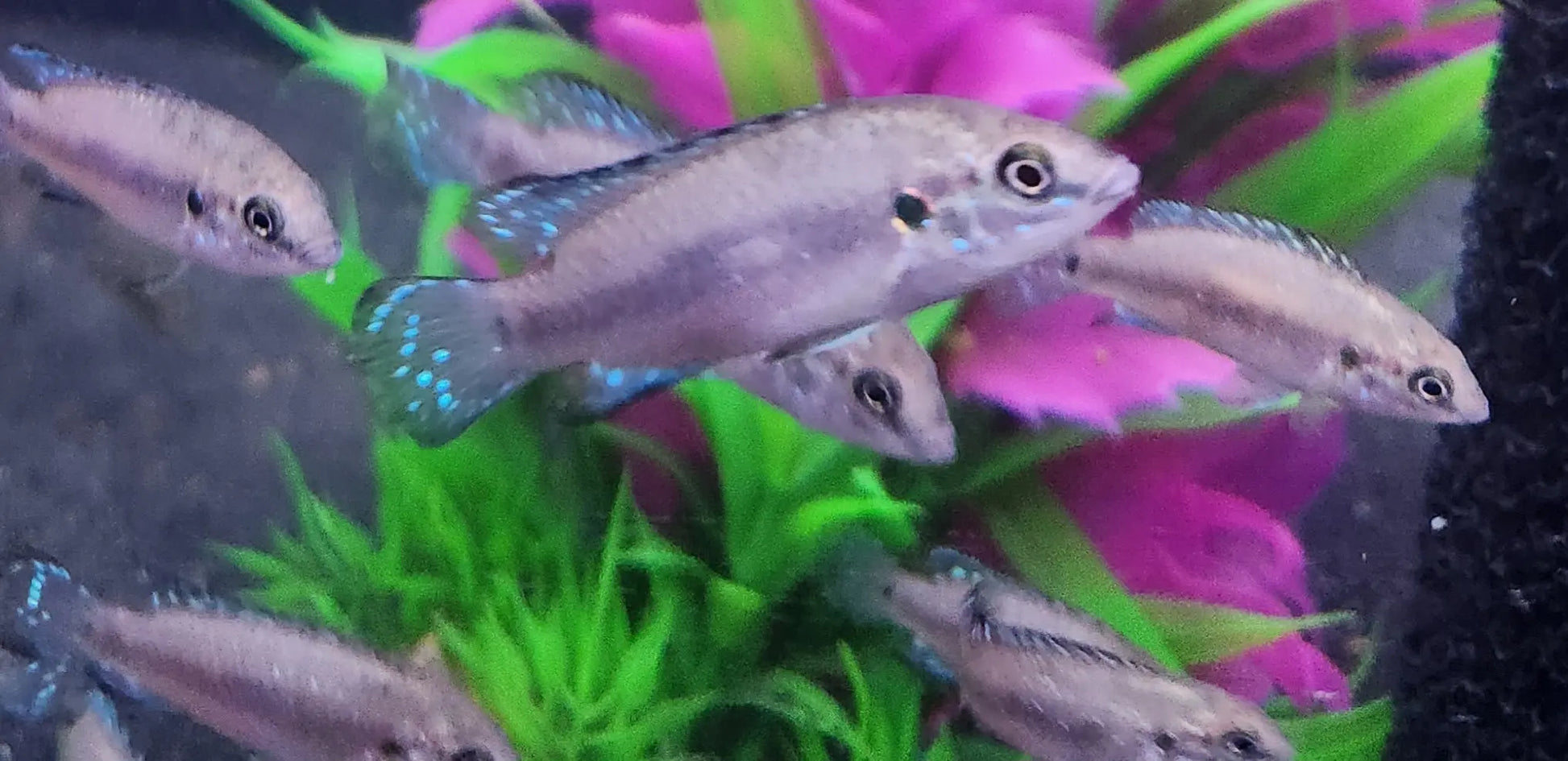 Turkana jewel cichlid colorful African cichlid with red and blue coloration for freshwater aquariums