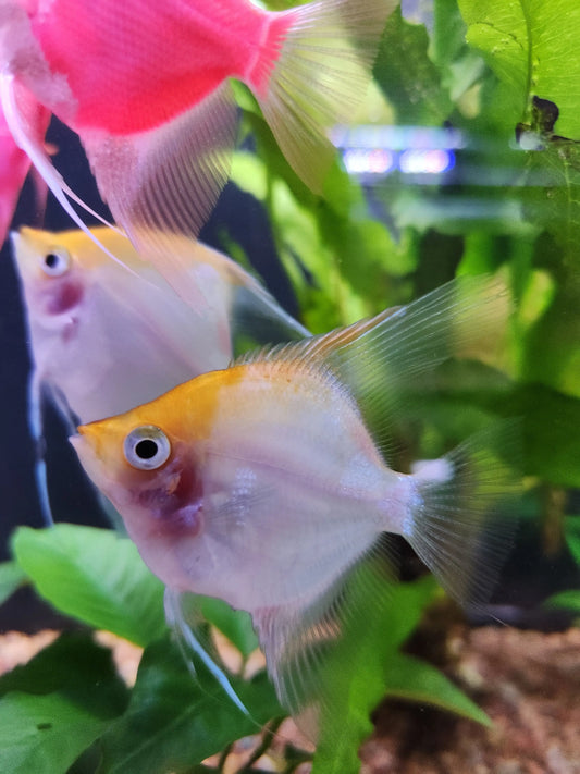 Blushing Angelfish for Sale