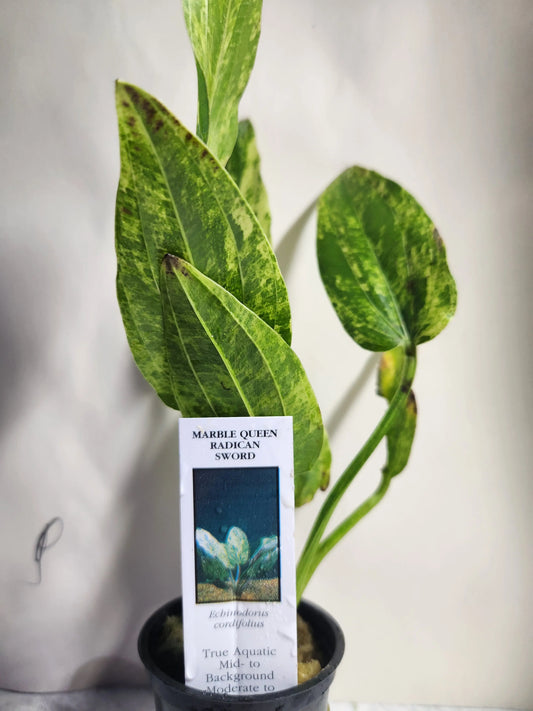Marble Queen Sword Tropical Treasures Wyo