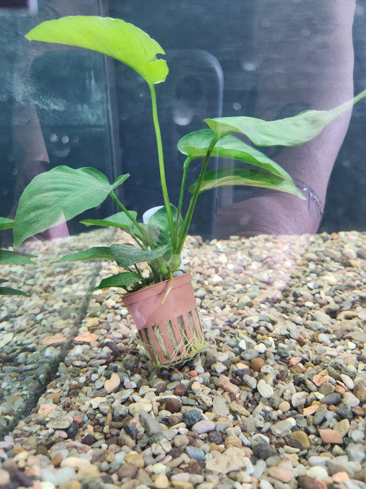 Anubias Barteri Caladifola Tropical Treasures Wyo