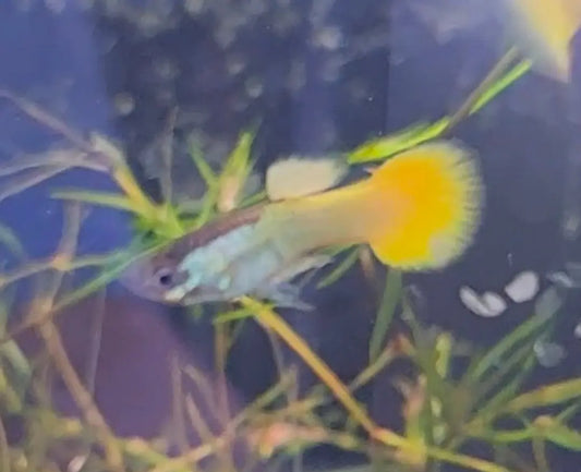 Lemon Male Guppy