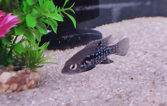 Juvenile Pollen's Cichlid (Paratilapia polleni / Starry Night Cichlid) swimming in freshwater aquarium
