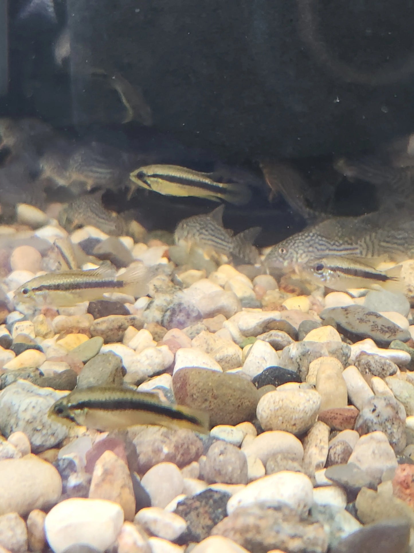 Apistogramma agassizii Red Tropical Treasures Wyo