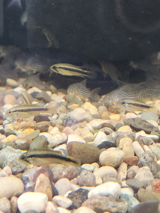 Apistogramma agassizii Red Tropical Treasures Wyo