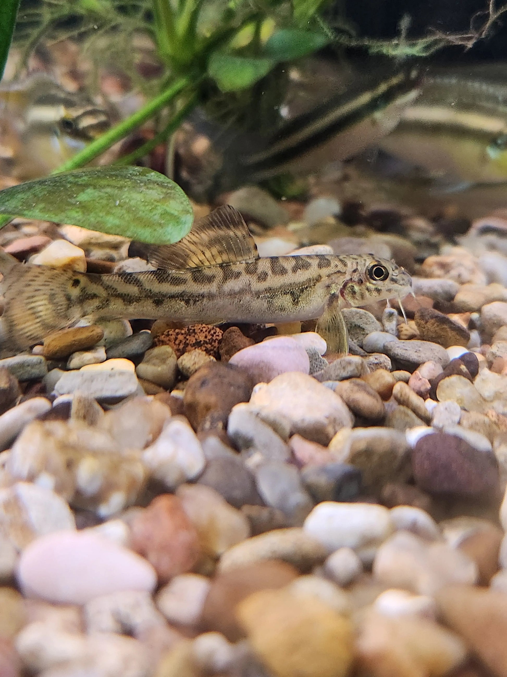 Zipper Loach (Acanthocobitis botia) – slender loach with zig-zag “zipper” pattern resting on sand in freshwater planted aquarium