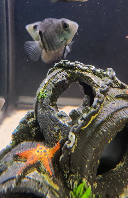 Turquoise Severum (Heros efasciatus) – Peaceful South American Cichlid